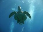 marsaalam1107248
