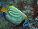 marsaalam1107295