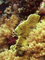 marsaalam1107296
