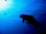 marsaalam1206110