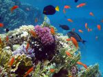 marsaalam1206248