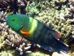 marsaalam1206267