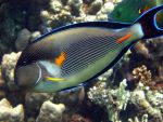 marsaalam1206268