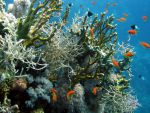 marsaalam1206329