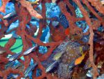marsaalam120644